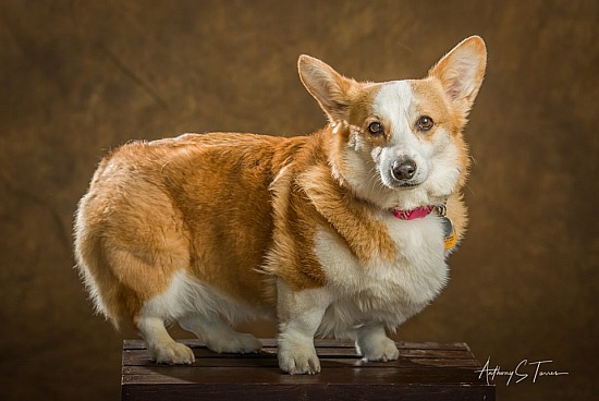 Pet Portraits for Paws For Life NC